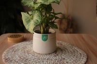 سنجونيوم (رجل البط)