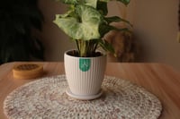 سنجونيوم (رجل البط)