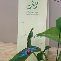 بوتس