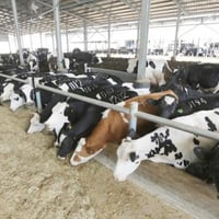 اطواق ترقيم الابل والابقار