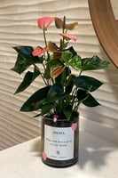 انتريوم وردي