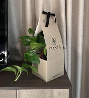 نبتة بوتس الحجم الكبير