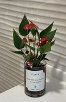 نبته الزاميا + الانتريوم