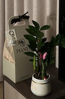 زاميا في أصيص مميز