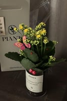 كلانشو اصفر