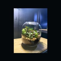 حوض التيراريوم - الغابة مع الجسر المعلق