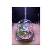 حوض التيراريوم - الجلوس مع كرسي أبيض في الغابة