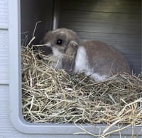 دوفو غذاء الأعشاب نكهات متنوعة Herbal Hay Carrot 5...