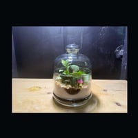 حوض التيراريوم - الغابة المصغرة تصميم A004