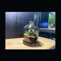 حوض التيراريوم - الغابة المصغرة تصميم A004