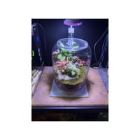 حوض التيراريوم - الجلوس ومنزل في الغابة