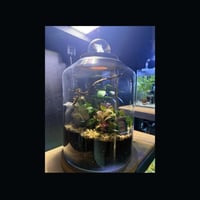 حوض التيراريوم - الغابة العملاقة