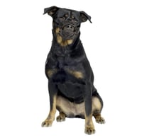 دوفو كمامة التدريب المطاطية للكلاب XS