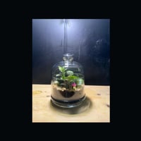 حوض التيراريوم - الغابة المصغرة تصميم A002