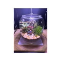 حوض التيراريوم - منزل في الغابة