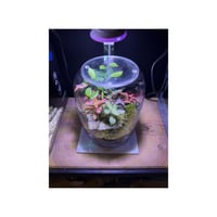 حوض التيراريوم - الجلوس ومنزل في الغابة