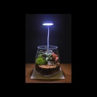 حوض التيراريوم - الجلوس مع كرسي أبيض في الغابة