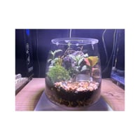 حوض التيراريوم - الجلوس مع كرسي أبيض في الغابة