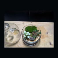 حوض التيراريوم - الغابة المصغرة تصميم A003