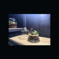 حوض التيراريوم - الغابة المصغرة تصميم A002