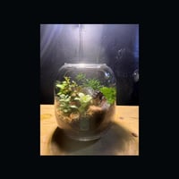 حوض التيراريوم - الغابة مع الجسر المعلق