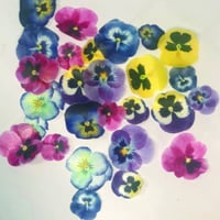 ويفر شكل ريشه قابله للاكل