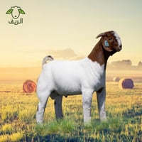 تيس كشميري صغير مبرد ( 8-9 ) كيلو