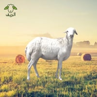 رفيدي مرابي ( 13-14 ) كيلو