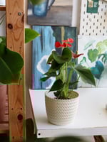 انثوريوم مع اصيص بلاستيكي 12 سم