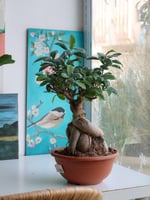 فيكس جينسينغ اصيص 16 سم