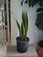 جلد النمر مركن 16 سم