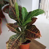 كروتون اصيص 15 سم