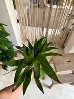 مجموعة بامبو تايلندي 6 حبات