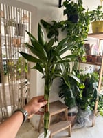 مجموعة بامبو تايلندي 6 حبات