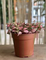 فيتونيا اصيص 12 سم