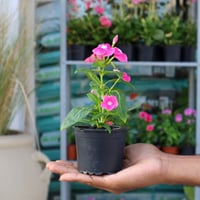 فانكروزا وردي