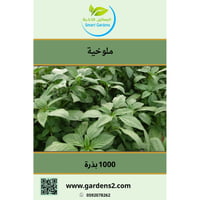 بذور ملوخية