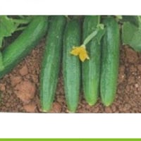 خيار صنف بيت الفا مكشوف