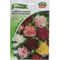 بذور زهور قرنفل