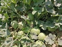 بذور شمام تفاحي ( جيد أبل ) هجين F1