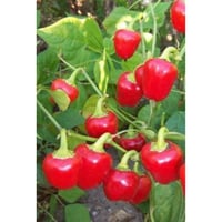 بذور فلفل كرزي حار