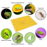 مصايد صفراء للحشرات 6 حبات