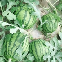 بذور حبحب اصفر F1 هجين