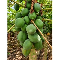 بذور بابايا ريد لادي