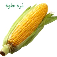 بذور ذرة سكرية فيتو F1 هجين