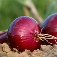 بصل احمر صنف أمريكي حبة كبير