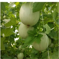 بذور شمام صيني صنف رد كوين