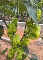 بذور فلفل راما أحمر حار F1 هجين