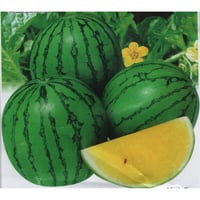 بذور حبحب اصفر F1 هجين