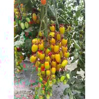 طماطم شيري برتقالي F1 هجين
